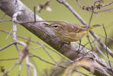 Palm Warbler