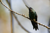 Black-breasted Puffleg