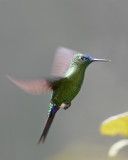 Sapphire-vented Puffleg