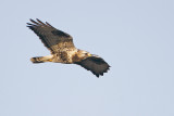 Rough-legged Buzzard