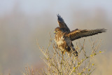 Common Buzzard