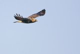 Rough-legged Buzzard