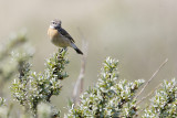 Stone Chat