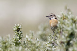 Stone Chat