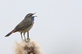 Bluethroat