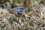 Bluethroat