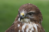 Common Buzzard (Captive)