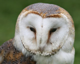 Barn Owl (Captive)