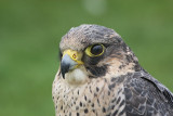 Barbary Falcon (Captive)