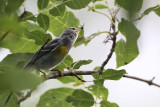 Northern Parula