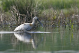 Spoonbill