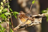 Eastern Towhee