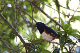 Eastern Towhee