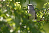 Northern Mockingbird