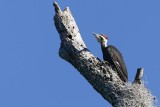 Pileated Woodpecker