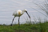 Spoonbill