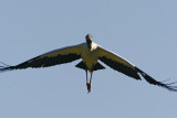 Wood Stork