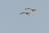 White Ibis