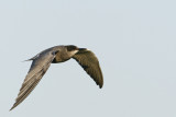 Black Tern