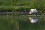 Spoonbill