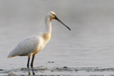 Spoonbill