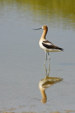 American Avocet