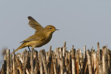 Chiffchaff