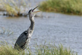 Great Blue Heron