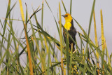 Yellow-headed Blackbird