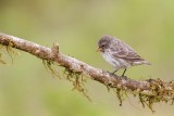 Small Ground Finch (Highlands, Santa Cruz)