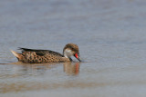 Galapagos Pintail (Santa Cruz)