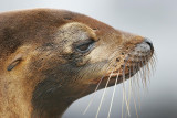 Galapagos Sea Lion (South Plaza)