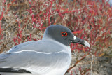 Swallow-tailed Gull (South Plaza)