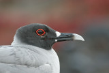 Swallow-tailed Gull (South Plaza)