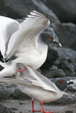 Swallow-tailed Gull (South Plaza)