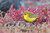 Yellow Warbler (South Plaza)