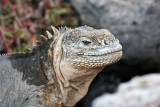 Land Iguana (South Plaza)