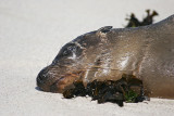 Galapagos Sea Lion (Gardner Bay, Espanola)