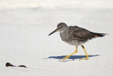 Wandering Tattler (Gardner Bay, Espanola)