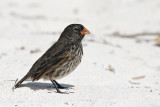 Small Ground Finch (Gardner Bay, Espanola)