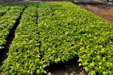 Coffee Nursery
