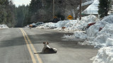 Local residents chillin on the Skyway