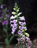 Foxgloves