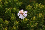 Plants along the Embarcadero, Woodley Island, Eureka