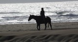 Horse strolling on Clam Beach, McKinleyville
