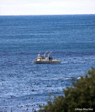 Fishing boat just off of the Pomo Bluffs