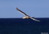 Seabird in flight