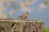 DSC_5456ret.JPG