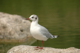 mouette.JPG