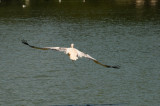 DSC_4235.jpg